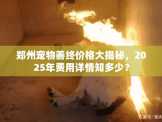 郑州宠物善终价格大揭秘，2025年费用详情知多少？
