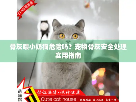 骨灰喂小奶狗危险吗?宠物骨灰安全处理实用指南 骨灰喂小奶狗危险吗?宠物骨灰安全处理实用指南