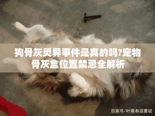 狗骨灰灵异事件是真的吗?宠物骨灰盒位置禁忌全解析 狗骨灰灵异事件是真的吗?宠物骨灰盒位置禁忌全解析