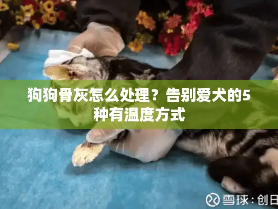 狗狗骨灰怎么处理？告别爱犬的5种有温度方式