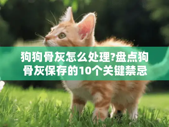 狗狗骨灰怎么处理?盘点狗骨灰保存的10个关键禁忌