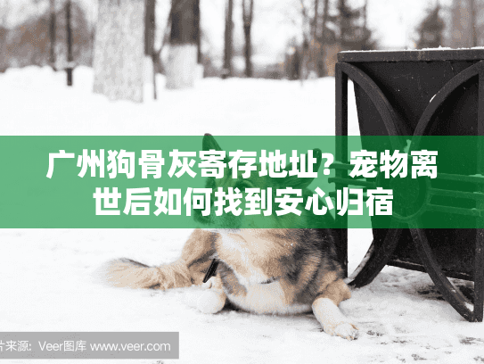 广州狗骨灰寄存地址?宠物离世后如何找到安心归宿 广州狗骨灰寄存地址?宠物离世后如何找到安心归宿