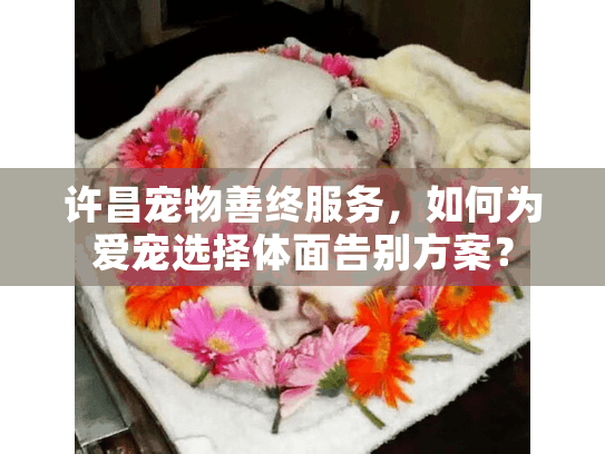 许昌宠物善终服务，如何为爱宠选择体面告别方案？