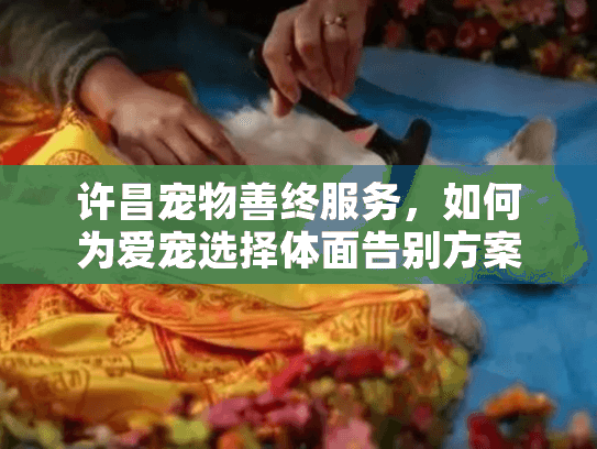 许昌宠物善终服务，如何为爱宠选择体面告别方案？