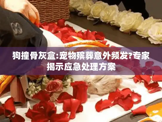 狗撞骨灰盒:宠物殡葬意外频发?专家揭示应急处理方案