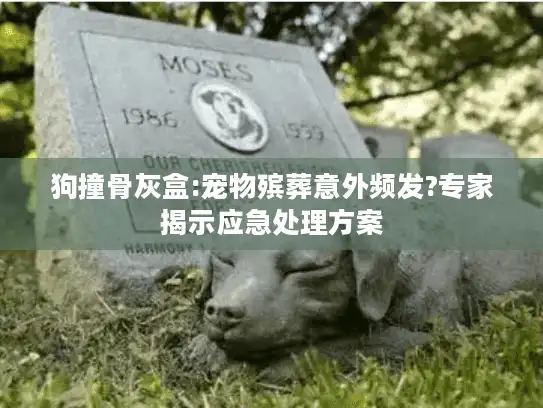 狗撞骨灰盒:宠物殡葬意外频发?专家揭示应急处理方案