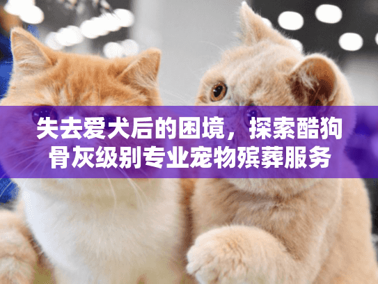 失去爱犬后的困境，探索酷狗骨灰级别专业宠物殡葬服务