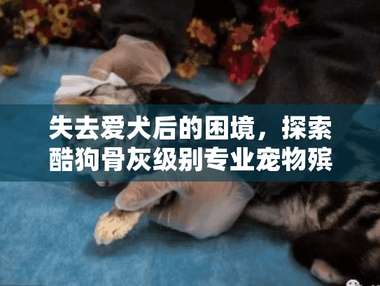 失去爱犬后的困境，探索酷狗骨灰级别专业宠物殡葬服务