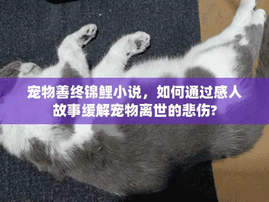 宠物善终锦鲤小说，如何通过感人故事缓解宠物离世的悲伤?