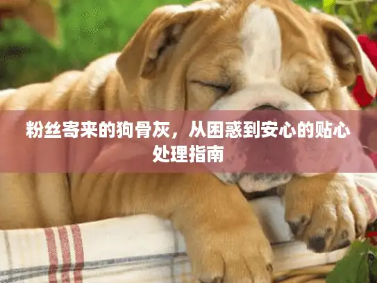粉丝寄来的狗骨灰，从困惑到安心的贴心处理指南
