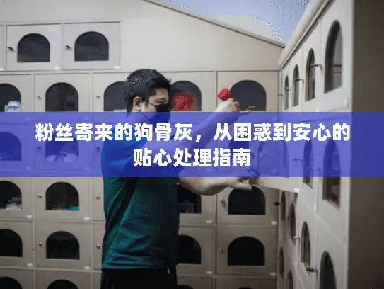 粉丝寄来的狗骨灰，从困惑到安心的贴心处理指南