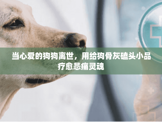 当心爱的狗狗离世，用给狗骨灰磕头小品疗愈悲痛灵魂