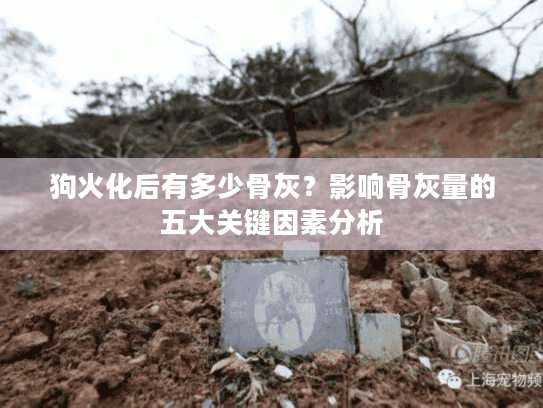 狗火化后有多少骨灰？影响骨灰量的五大关键因素分析