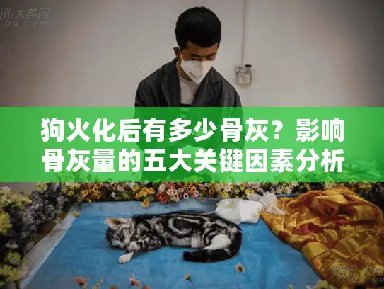 狗火化后有多少骨灰？影响骨灰量的五大关键因素分析