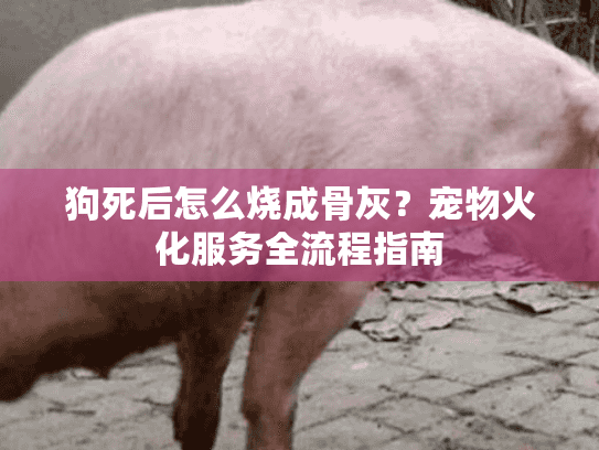 狗死后怎么烧成骨灰？宠物火化服务全流程指南