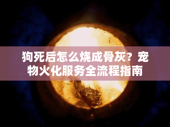 狗死后怎么烧成骨灰？宠物火化服务全流程指南