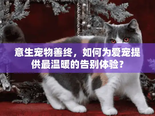 意生宠物善终，如何为爱宠提供最温暖的告别体验？