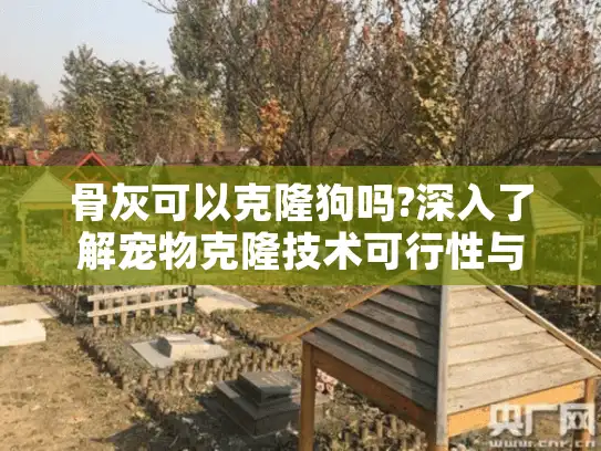 骨灰可以克隆狗吗?深入了解宠物克隆技术可行性与费用