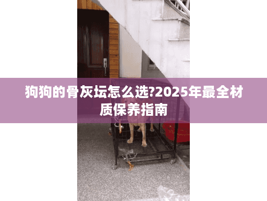 狗狗的骨灰坛怎么选?2025年最全材质保养指南