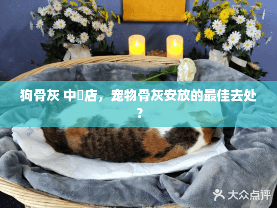 狗骨灰 中藥店,宠物骨灰安放的最佳去处? 狗骨灰 中藥店,宠物骨灰安放的最佳去处?
