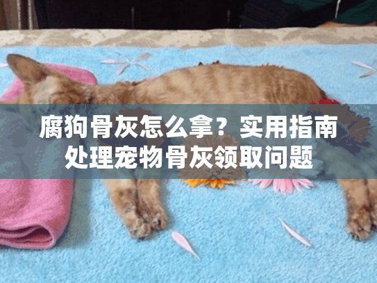 腐狗骨灰怎么拿?实用指南处理宠物骨灰领取问题 腐狗骨灰怎么拿?实用指南处理宠物骨灰领取问题
