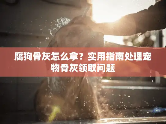 腐狗骨灰怎么拿?实用指南处理宠物骨灰领取问题 腐狗骨灰怎么拿?实用指南处理宠物骨灰领取问题