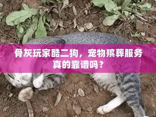 骨灰玩家酷二狗，宠物殡葬服务真的靠谱吗？