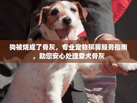 狗被烧成了骨灰，专业宠物殡葬服务指南，助您安心处理爱犬骨灰