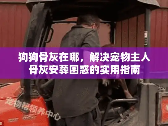 狗狗骨灰在哪，解决宠物主人骨灰安葬困惑的实用指南