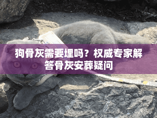 狗骨灰需要埋吗？权威专家解答骨灰安葬疑问