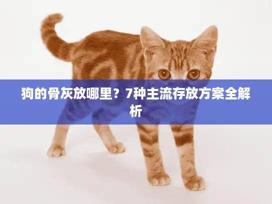 狗的骨灰放哪里？7种主流存放方案全解析