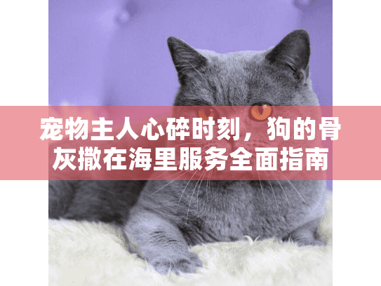 宠物主人心碎时刻,狗的骨灰撒在海里服务全面指南 宠物主人心碎时刻,狗的骨灰撒在海里服务全面指南