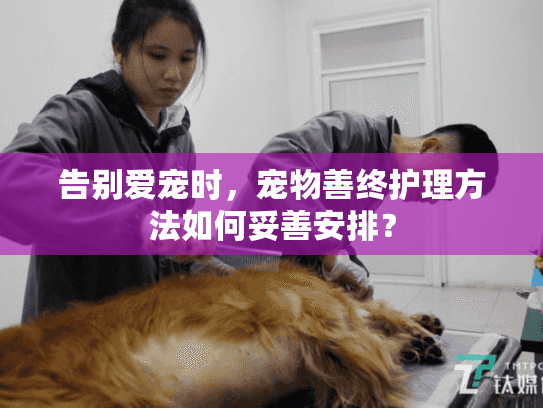 告别爱宠时，宠物善终护理方法如何妥善安排？