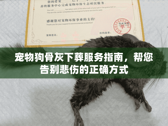 宠物狗骨灰下葬服务指南，帮您告别悲伤的正确方式