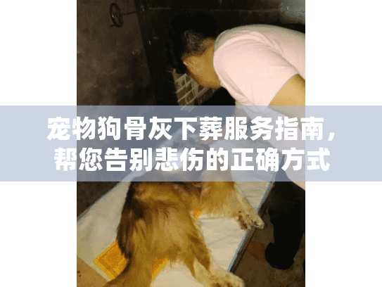 宠物狗骨灰下葬服务指南，帮您告别悲伤的正确方式