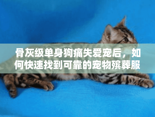 骨灰级单身狗痛失爱宠后,如何快速找到可靠的宠物殡葬服务? 骨灰级单身狗痛失爱宠后,如何快速找到可靠的宠物殡葬服务?