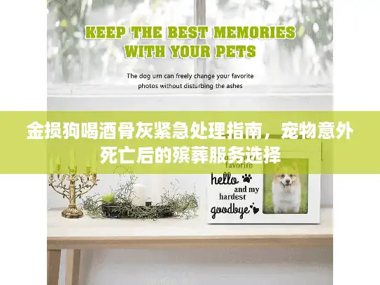 金损狗喝酒骨灰紧急处理指南，宠物意外死亡后的殡葬服务选择