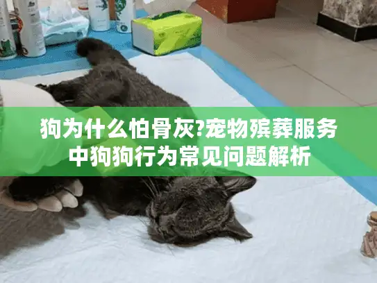 狗为什么怕骨灰?宠物殡葬服务中狗狗行为常见问题解析