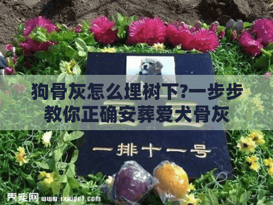 狗骨灰怎么埋树下?一步步教你正确安葬爱犬骨灰