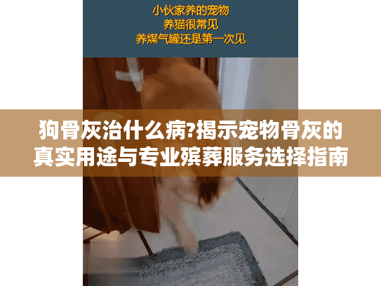狗骨灰治什么病?揭示宠物骨灰的真实用途与专业殡葬服务选择指南 狗骨灰治什么病?揭示宠物骨灰的真实用途与专业殡葬服务选择指南