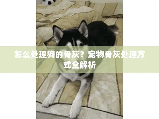 怎么处理狗的骨灰?宠物骨灰处理方式全解析 怎么处理狗的骨灰?宠物骨灰处理方式全解析