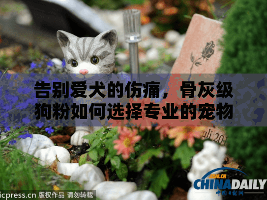 告别爱犬的伤痛，骨灰级狗粉如何选择专业的宠物殡葬服务？