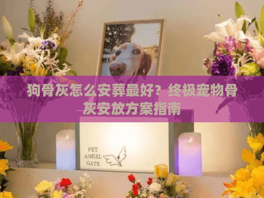 狗骨灰怎么安葬最好？终极宠物骨灰安放方案指南