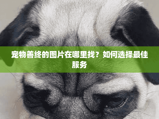 宠物善终的图片在哪里找？如何选择最佳服务