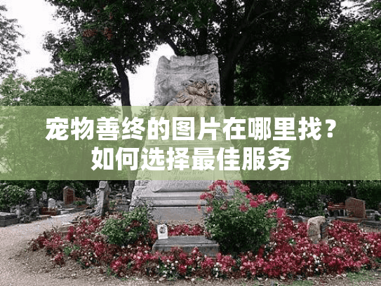 宠物善终的图片在哪里找？如何选择最佳服务