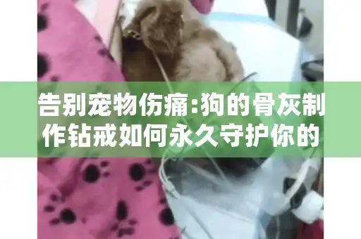 告别宠物伤痛:狗的骨灰制作钻戒如何永久守护你的爱犬记忆?