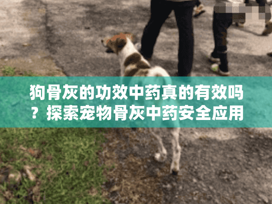 狗骨灰的功效中药真的有效吗？探索宠物骨灰中药安全应用