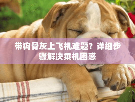 带狗骨灰上飞机难题？详细步骤解决乘机困惑