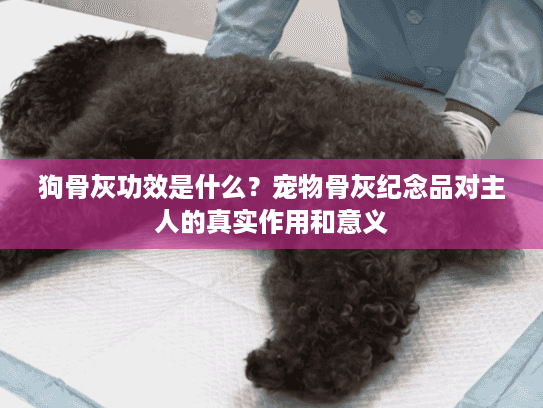 狗骨灰功效是什么？宠物骨灰纪念品对主人的真实作用和意义