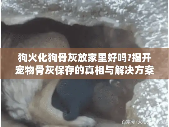 狗火化狗骨灰放家里好吗?揭开宠物骨灰保存的真相与解决方案
